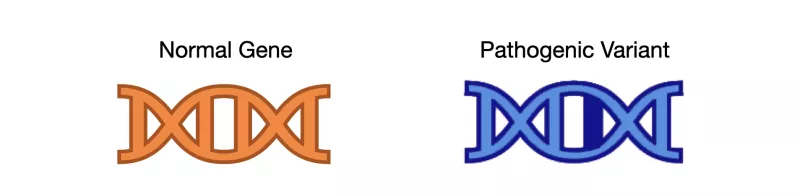 graphic displaying one normal gene and one pathogenic variant