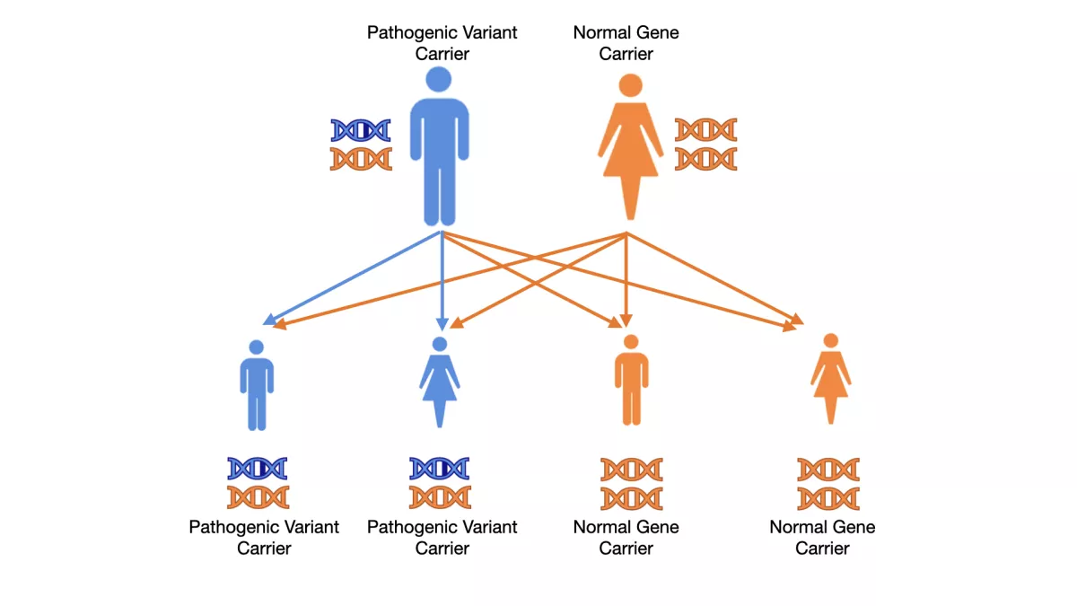 Diagram showing two parents, one pathogenic variant carrier and one normal gene carrier, and the probability of passing a pathogenic varian to their children.
