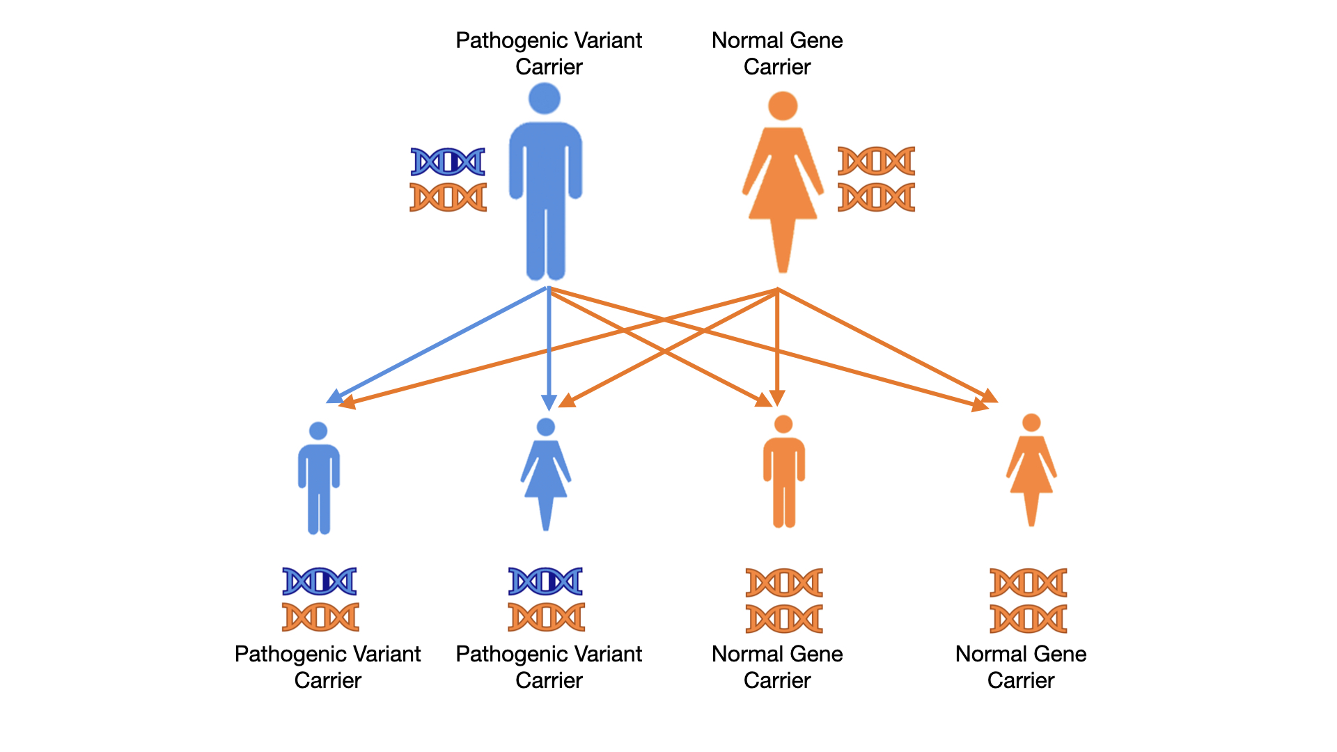 Diagram showing two parents, one pathogenic variant carrier and one normal gene carrier, and the probability of passing a pathogenic varian to their children.