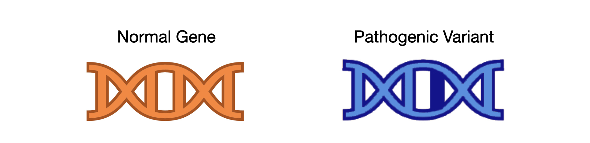 graphic displaying one normal gene and one pathogenic variant